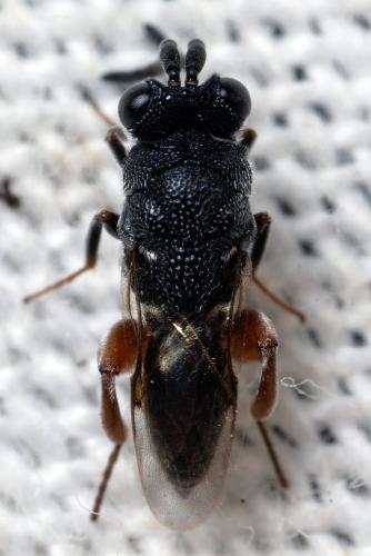 Réf. 294 616 : Antrocephalus hypsopygiae